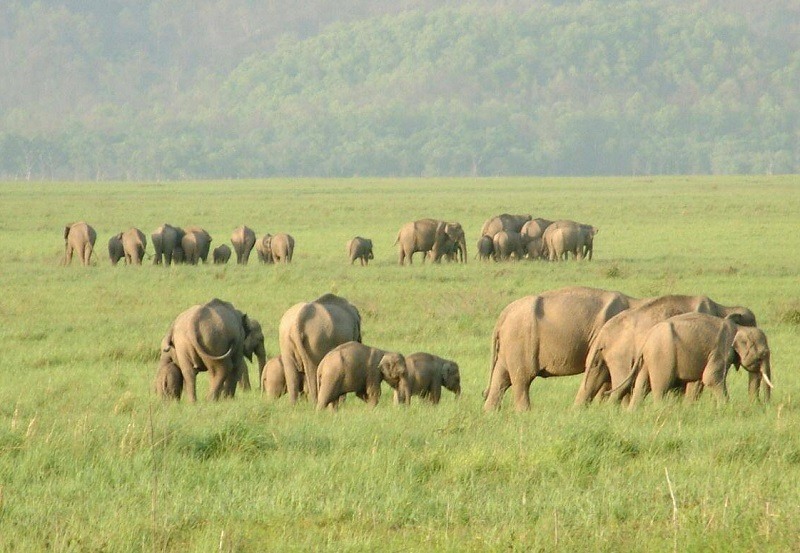 rajaji-national-park-img